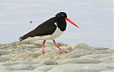 South Island Oystercatcherborder=